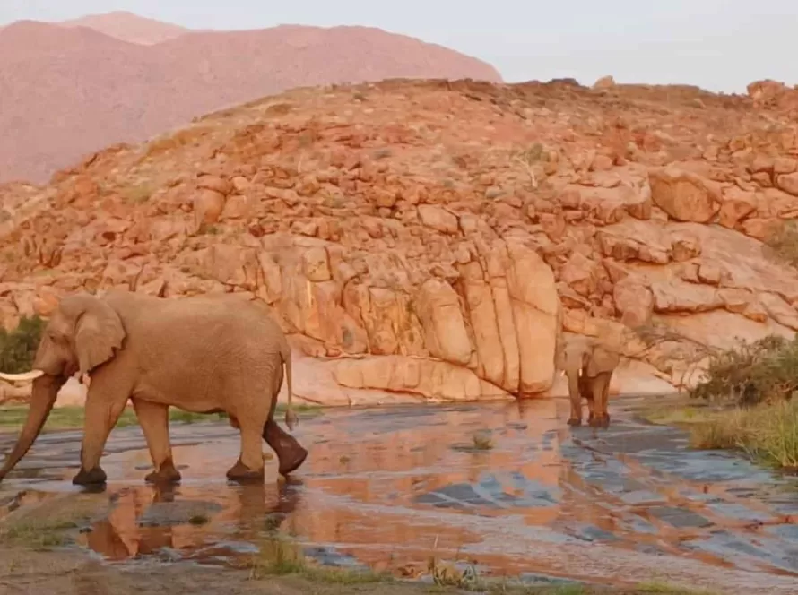 damaraland 3 day elephant brandberg adventure tour 6327820
