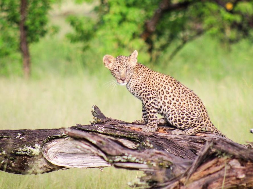 semowi 03
