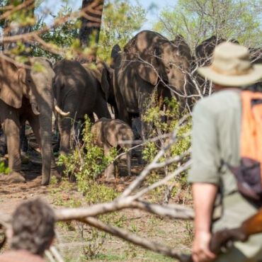 ds walk with elephants
